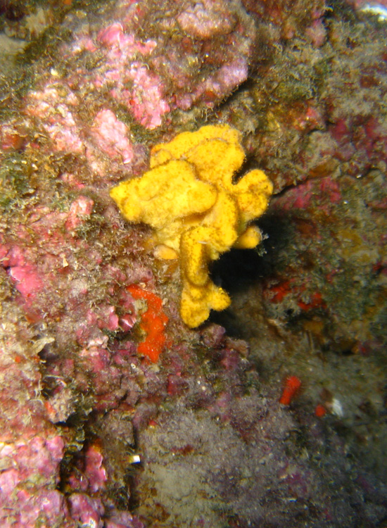 Axinella damicornis